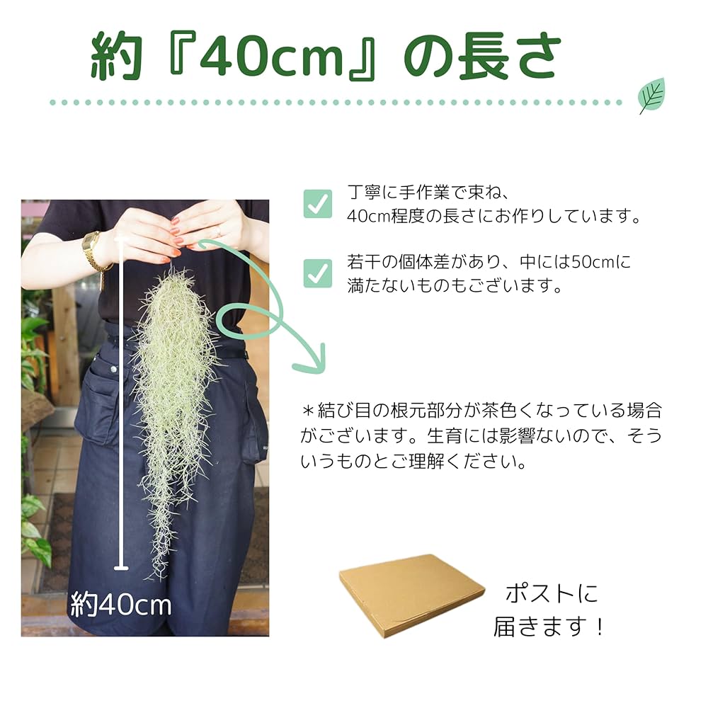 Amazon｜超細葉スパニッシュモス 「スーパーファイン